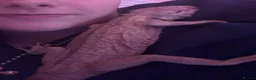 Bearded Dragon reptiles for sale: Bearded Dragon with Complete Setup in High Wycombe - Advert 3