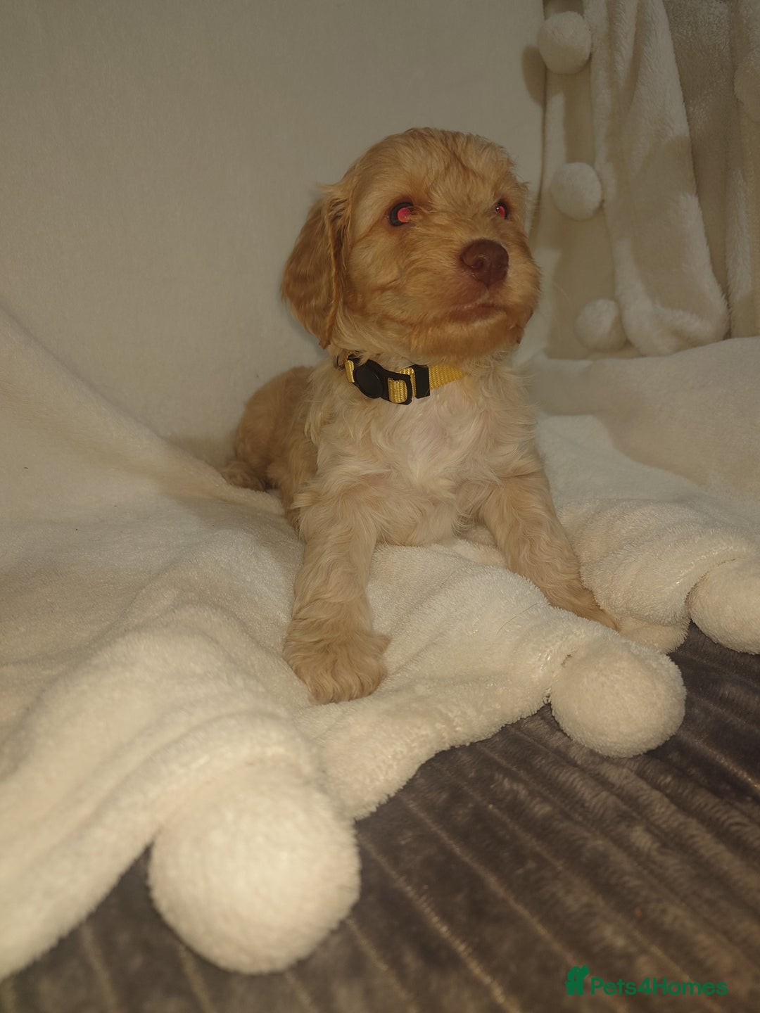 Cockapoo dogs for sale: Stunning cockerpoo pups - Image 7