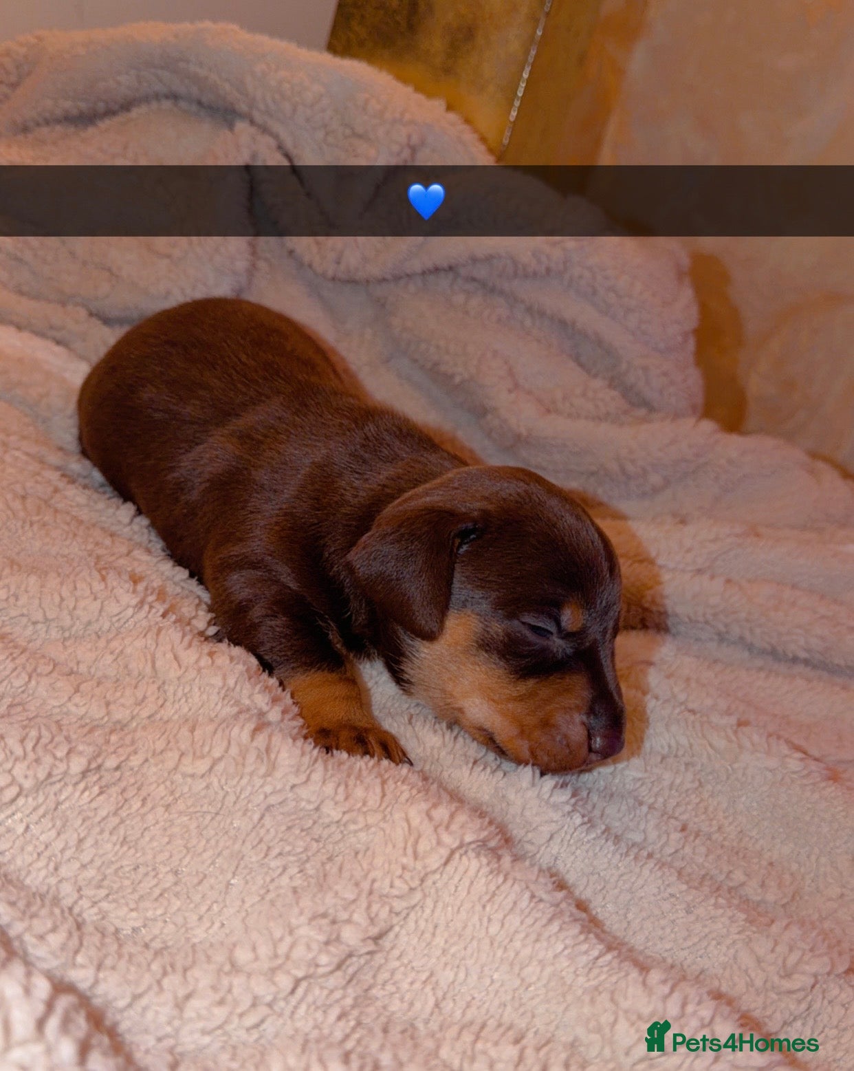 Dachshund dogs for sale: Dachshund  - Advert 9