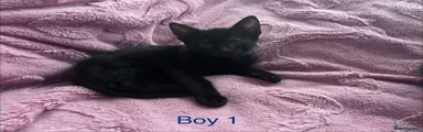 Boy 1