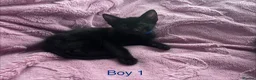 Mixed Breed cats for sale: 6 Black Kittens Ready to Leave! - Advert 3