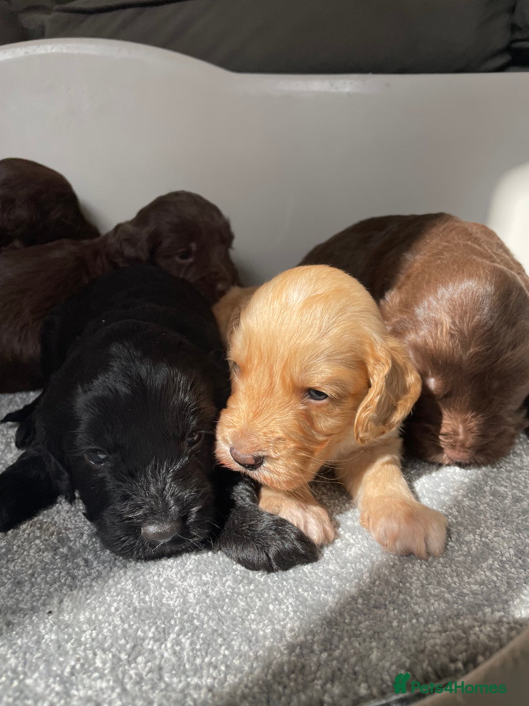 Cockapoo dogs for sale: F1 cockapoo p,r.a clear test - Image 27
