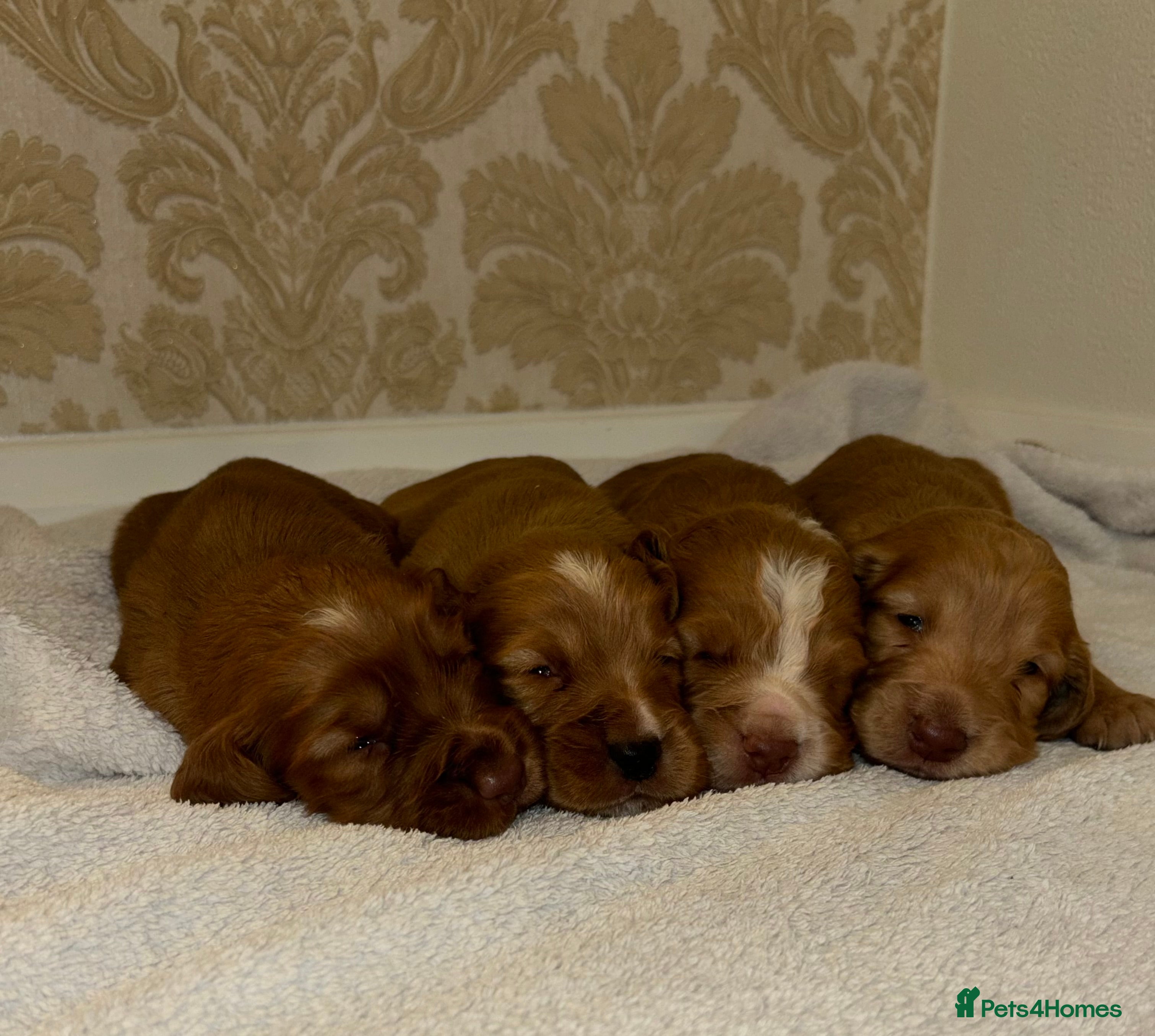Cocker Spaniel dogs Working type cocker spaniel puppys - Advert 3
