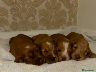 Cocker Spaniel dogs Working type cocker spaniel puppys - Advert 3