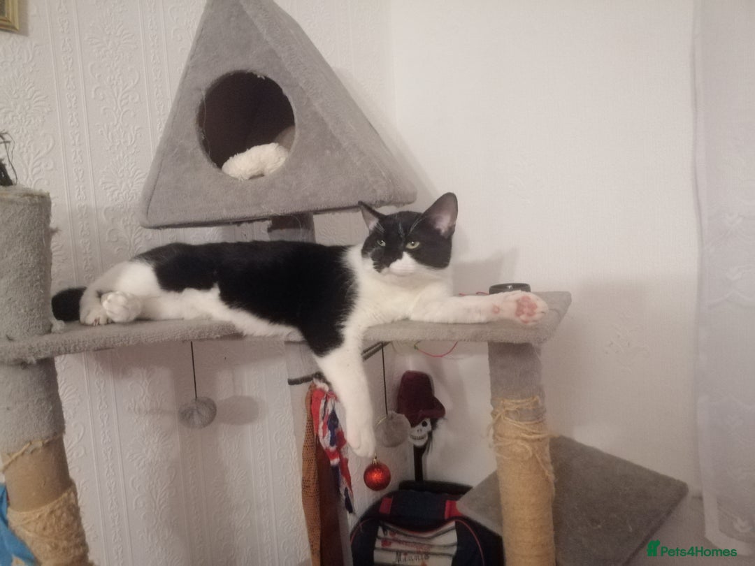 British Shorthair cats for sale: White and black female and male cats - Image 28