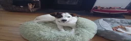 Mixed Breed dogs for adoption: Rainey 🩷 in Bournemouth - Advert 4