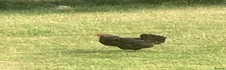 Chickens poultry for sale: Brahma Hens in Watlington - Advert 4