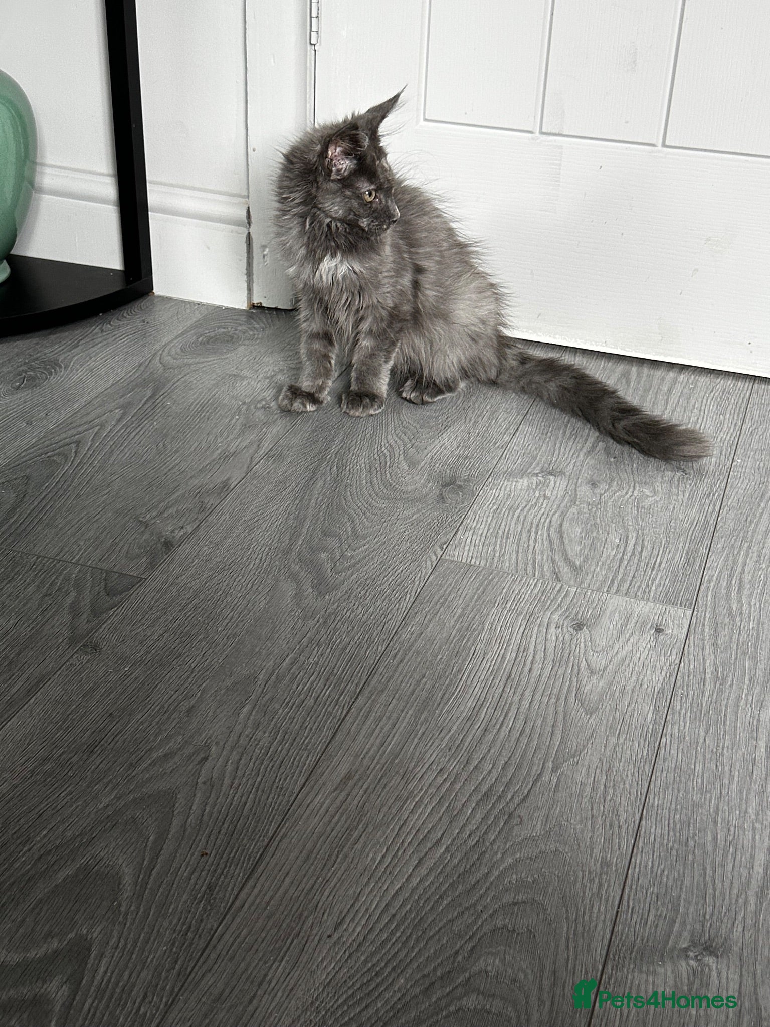 Maine Coon cats Smoky Maincoon female kitten  - Advert 2