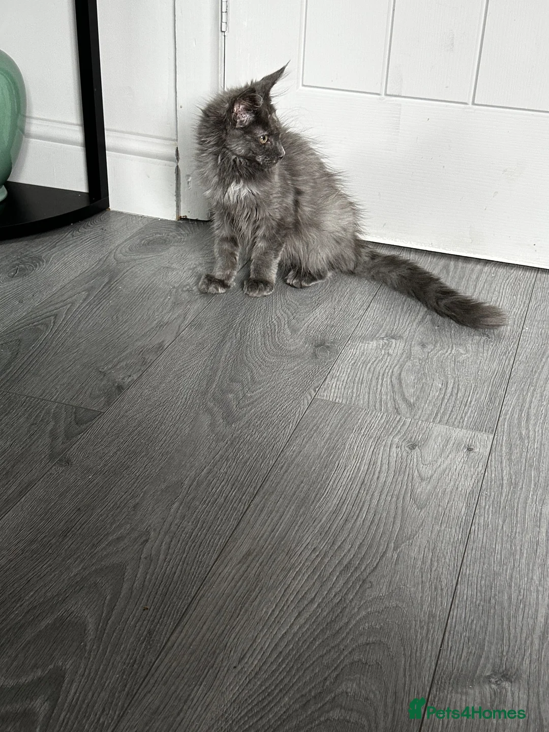 Maine Coon cats for sale: Smoky Maincoon female kitten  - Advert 2