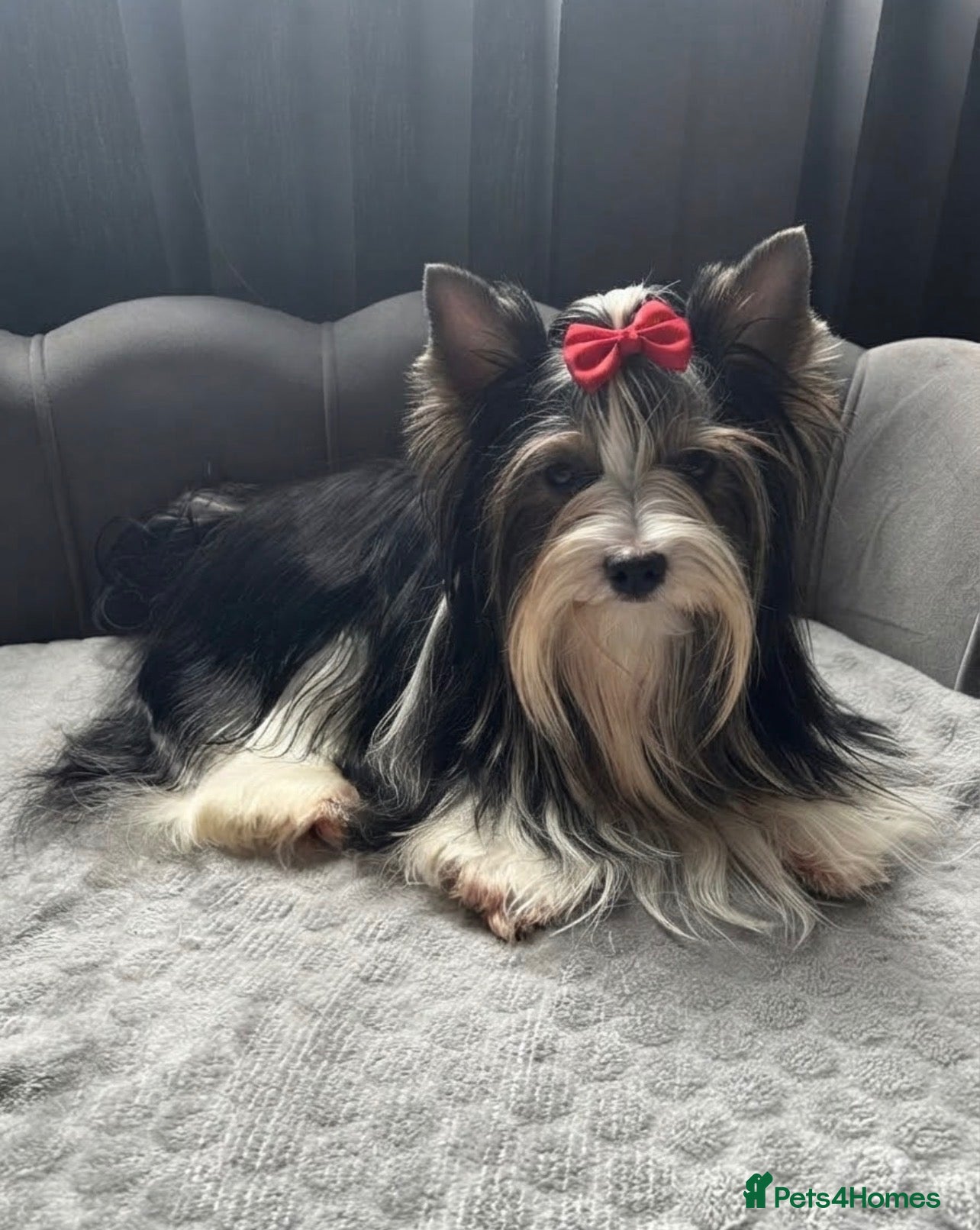 Yorkshire Terrier dogs for sale: 🐾 3 Adorable Biewer Yorkshire Terriers🐾 - Advert 2