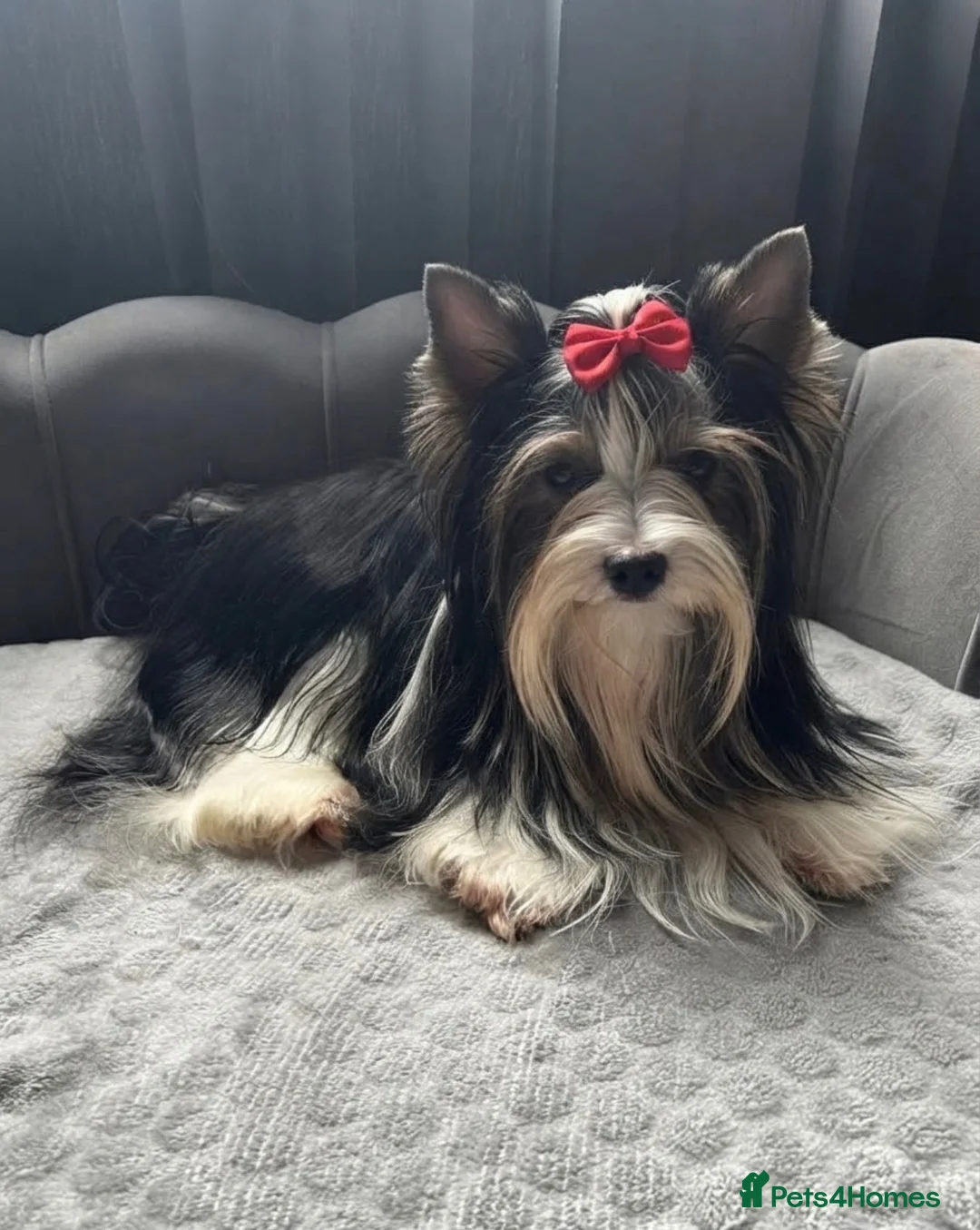 Yorkshire Terrier dogs for sale: 🐾 3 Adorable Biewer Yorkshire Terriers🐾 - Advert 2