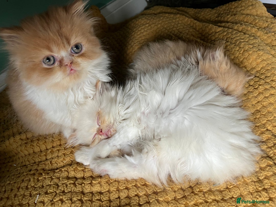 Persian cats for sale: Persian kittens  - Image 6