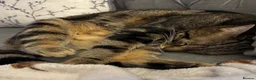 Mixed Breed cats for sale: 5 tabby and black rescue kittens - Advert 8