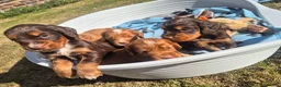Cocker Spaniel dogs for sale: Kc registered working cockers - Advert 10