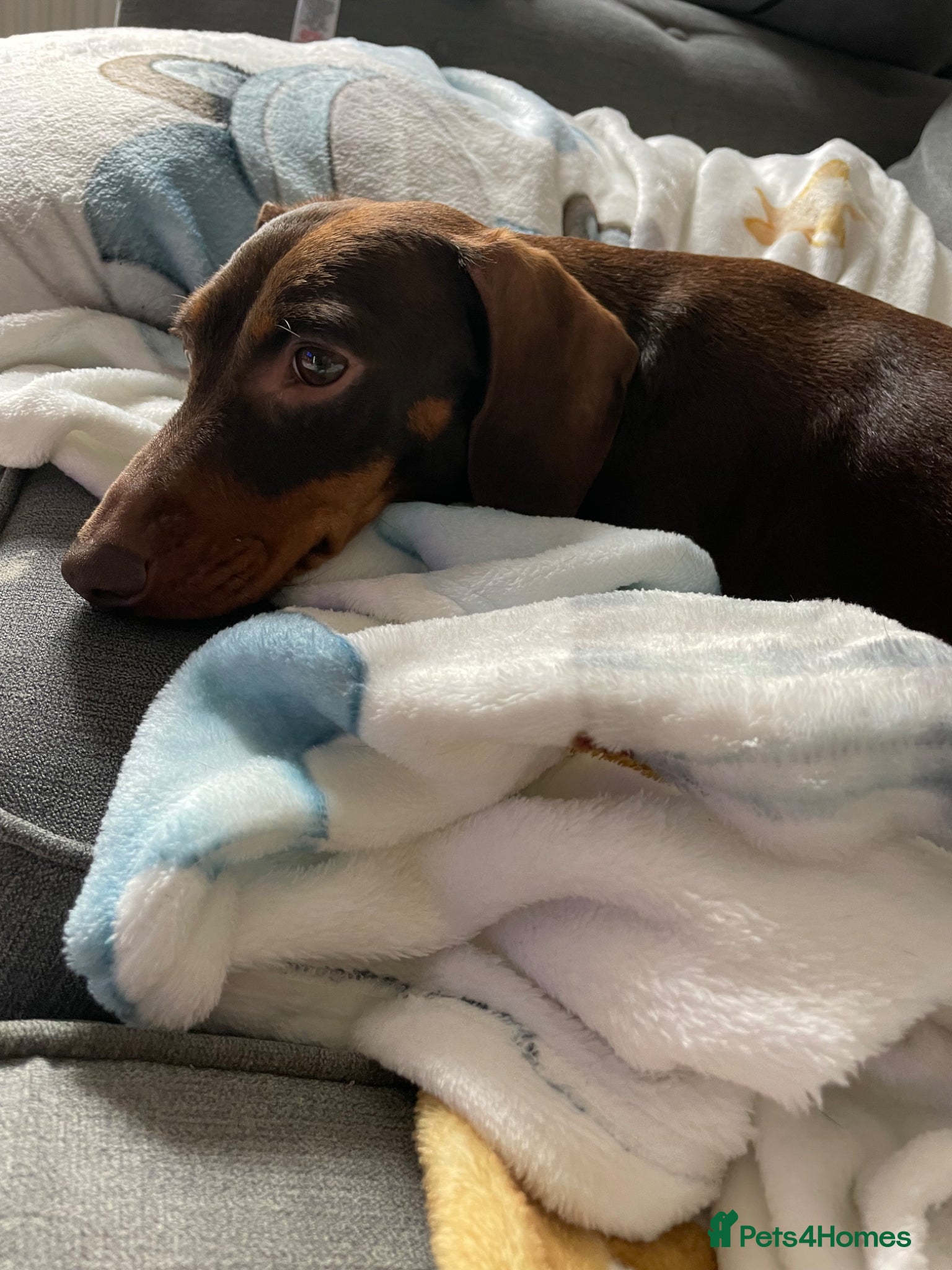 Miniature Dachshund dogs Miniature dachshund female - Advert 17