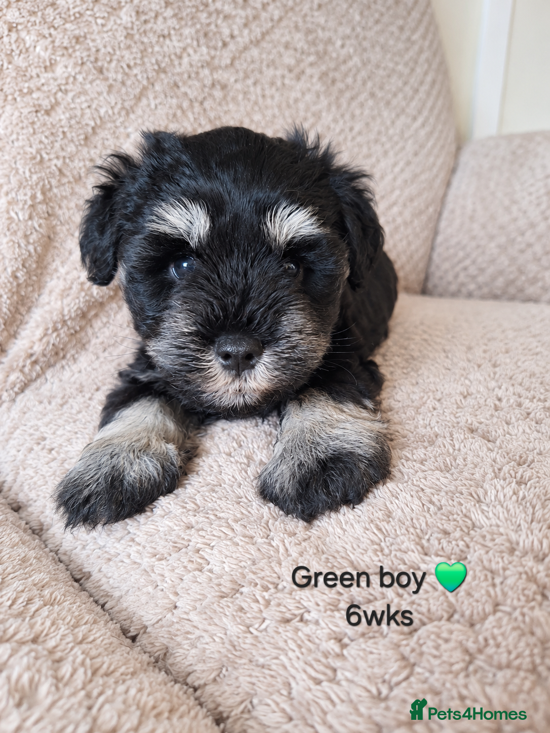 Miniature Schnauzer dogs Stunning black and silver Miniature Schnauzer Pups - Advert 2