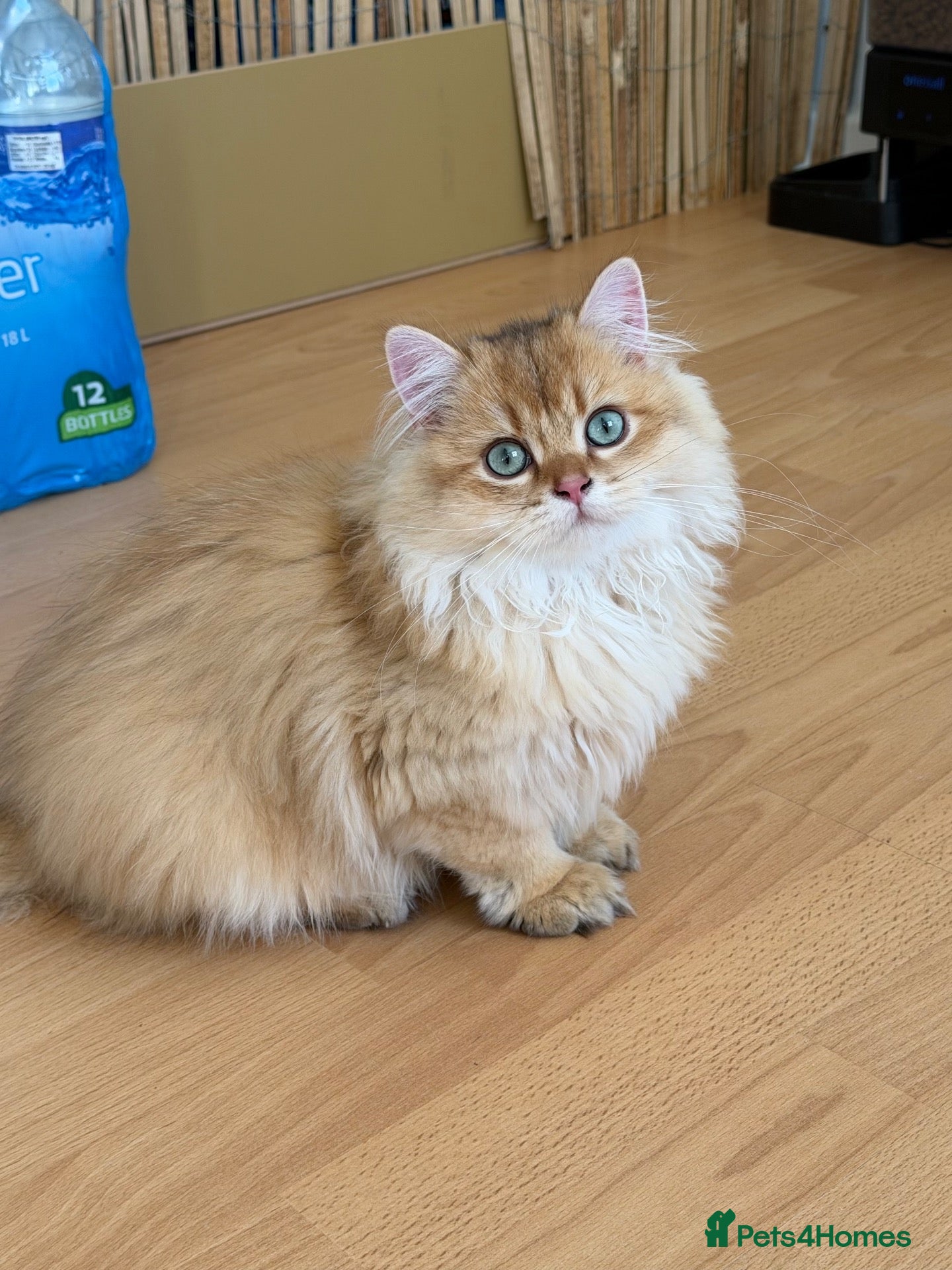 British Longhair cats Beautiful British Longhair Golden Shaded NY11  - Advert 10