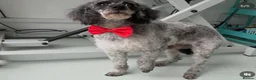 Cockapoo dogs for sale: Health tested F1 Cockapoos  - Advert 8