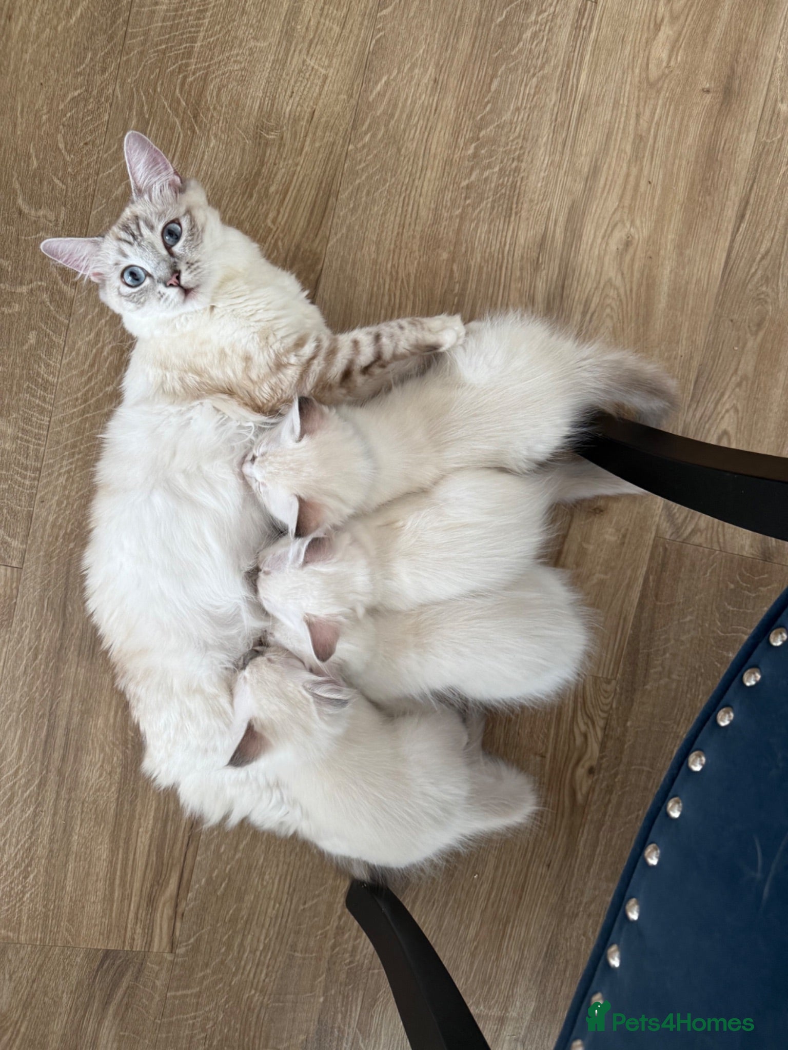 Ragdoll cats Adorable Ragdoll kittens  - Advert 5