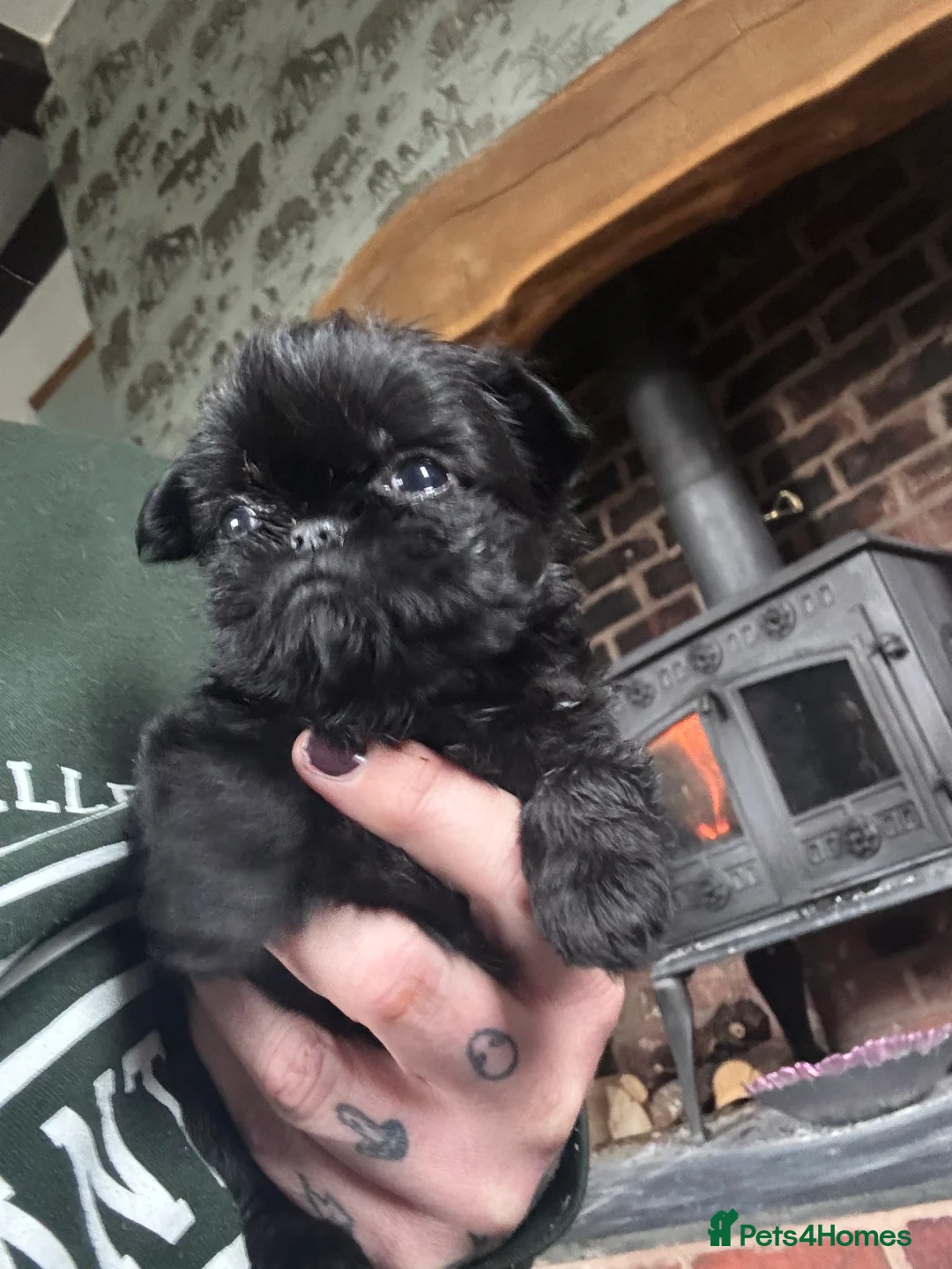 Griffon Bruxellois dogs for sale: Beautiful Rough coated Brussels Griffons  - Advert 15