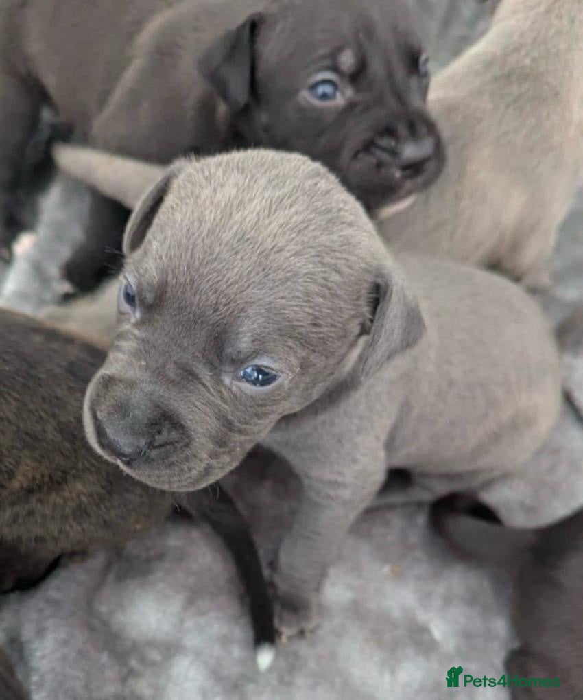 Staffordshire Bull Terrier dogs Stunning original black/blue Staff pups *rare* - Advert 8