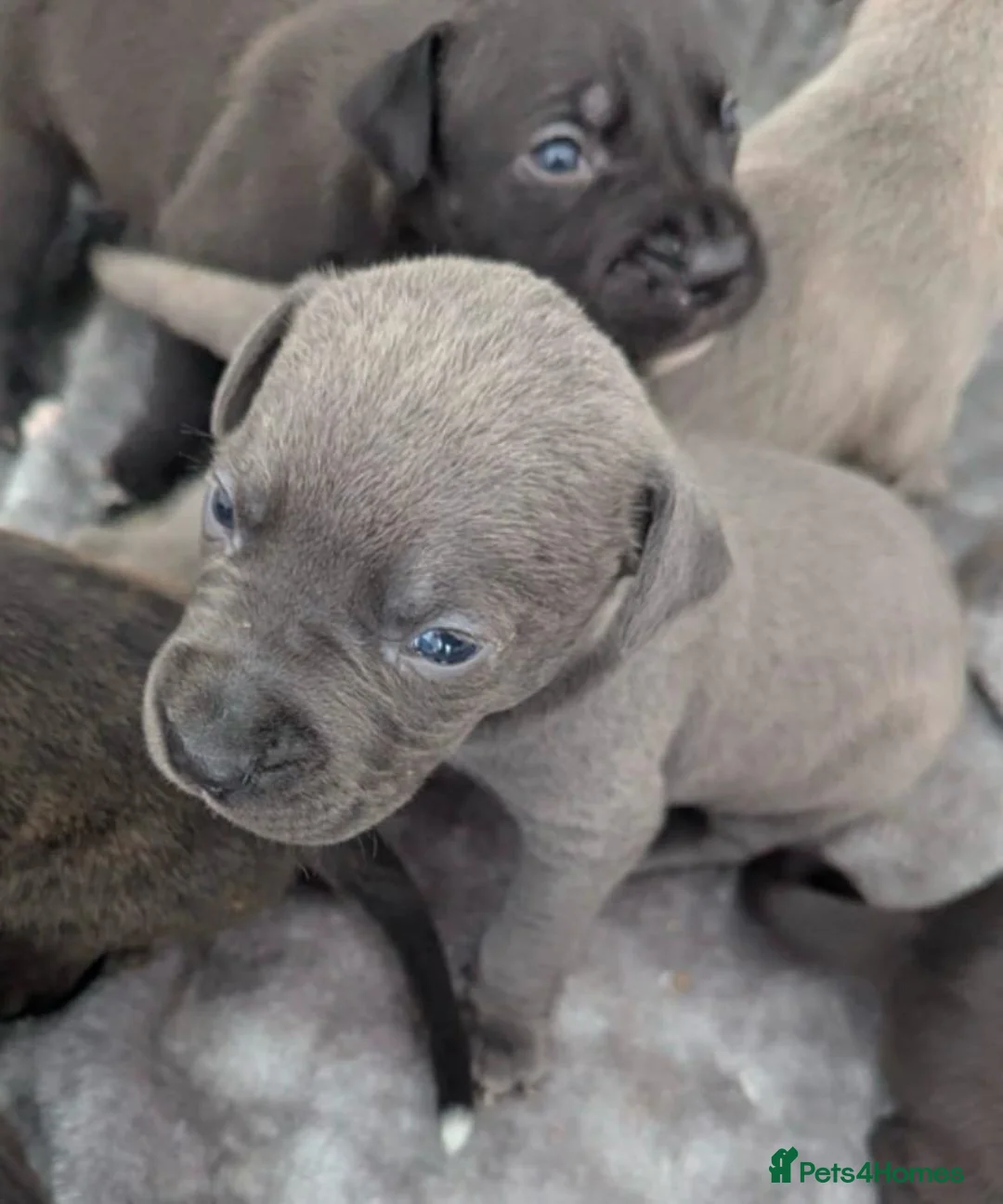 Staffordshire Bull Terrier dogs for sale: Stunning original black/blue Staff pups *rare* - Advert 1