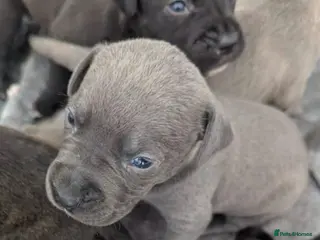 Staffordshire Bull Terrier dogs Stunning original black/blue Staff pups *rare* - Advert 2