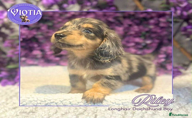 Miniature Dachshund dogs - Advert 9