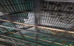 Ringnecks birds for sale: Double factor violet ring neck parrot - Image 1