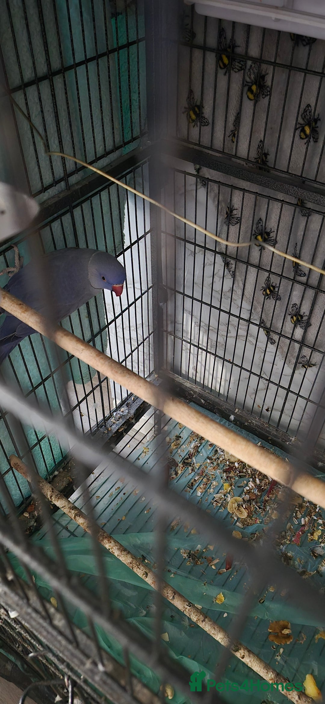 Ringnecks birds for sale: Double factor violet ring neck parrot - Image 1