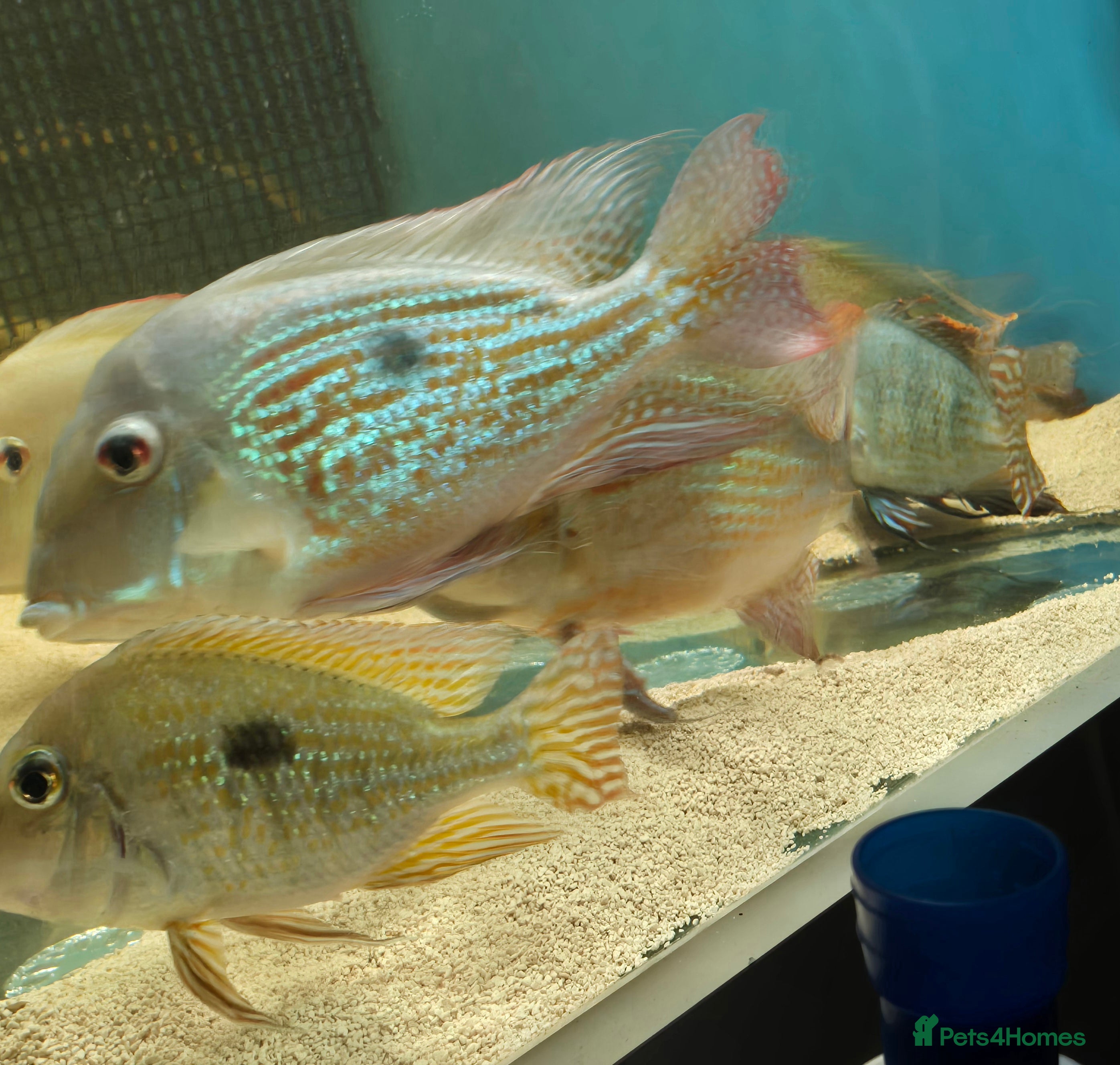 Cichlids fish  Geophagus fish - Advert 17