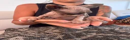 Sphynx cats for sale: Tica registered sphynx kittens  - Advert 7
