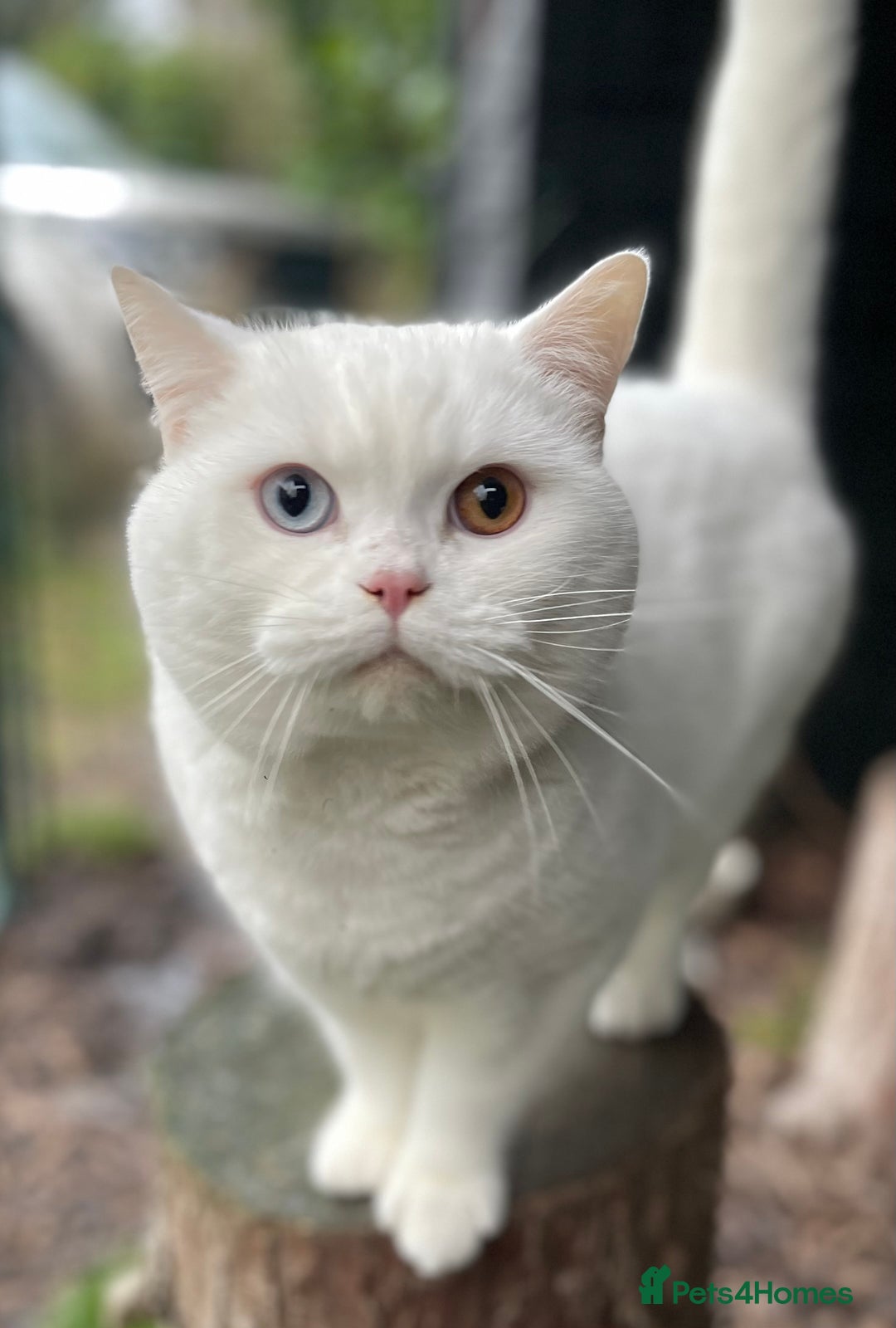 British Shorthair cats for sale: Adorable British Babies  - Advert 18