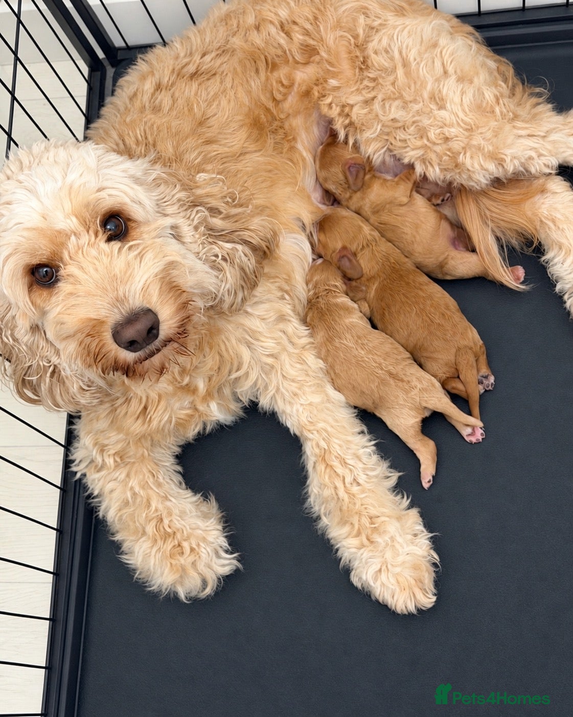 Cockapoo dogs for sale: F1b Cockapoo Puppies🐾 - Advert 4