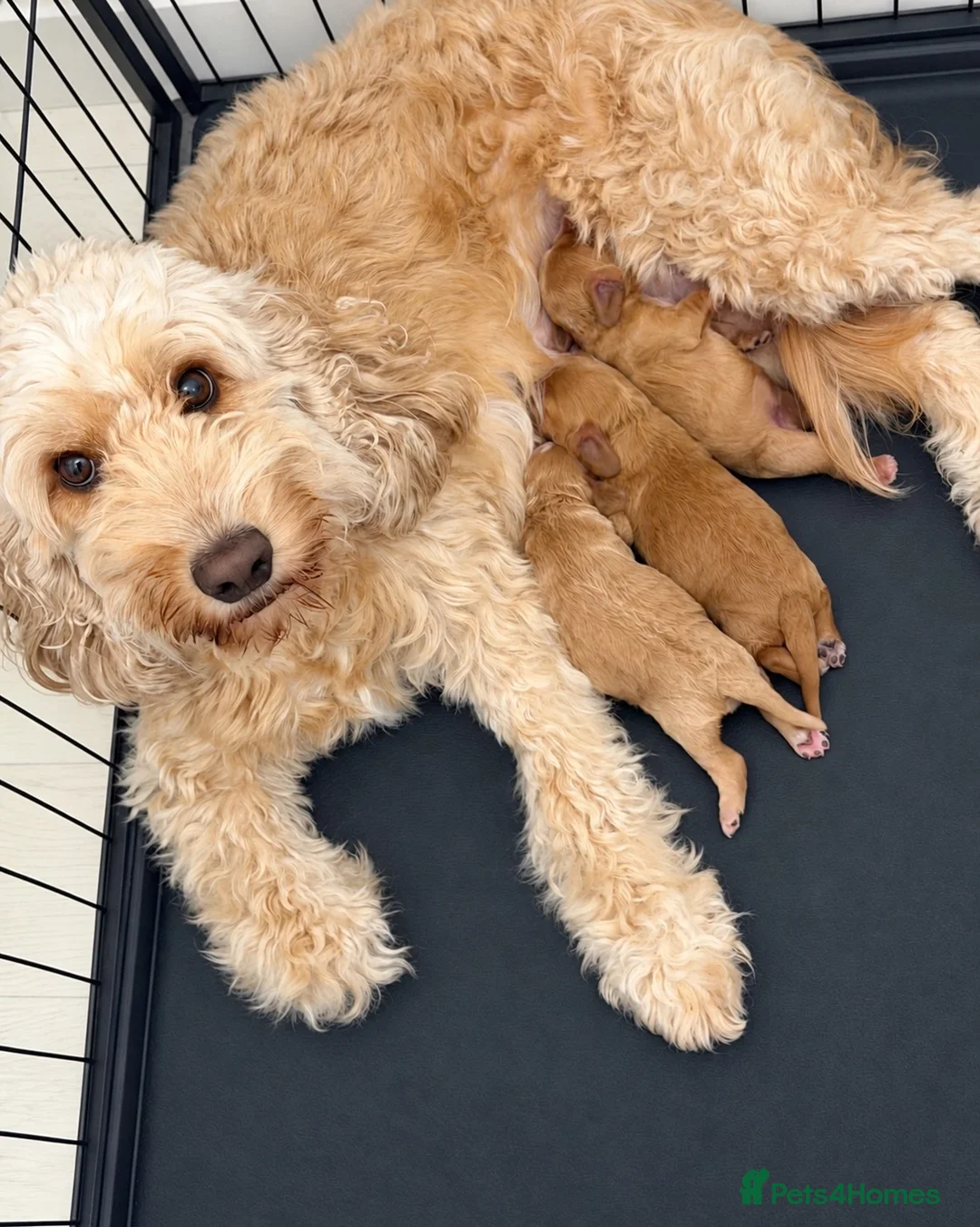 Cockapoo dogs for sale: F1b Cockapoo Puppies🐾 - Advert 1