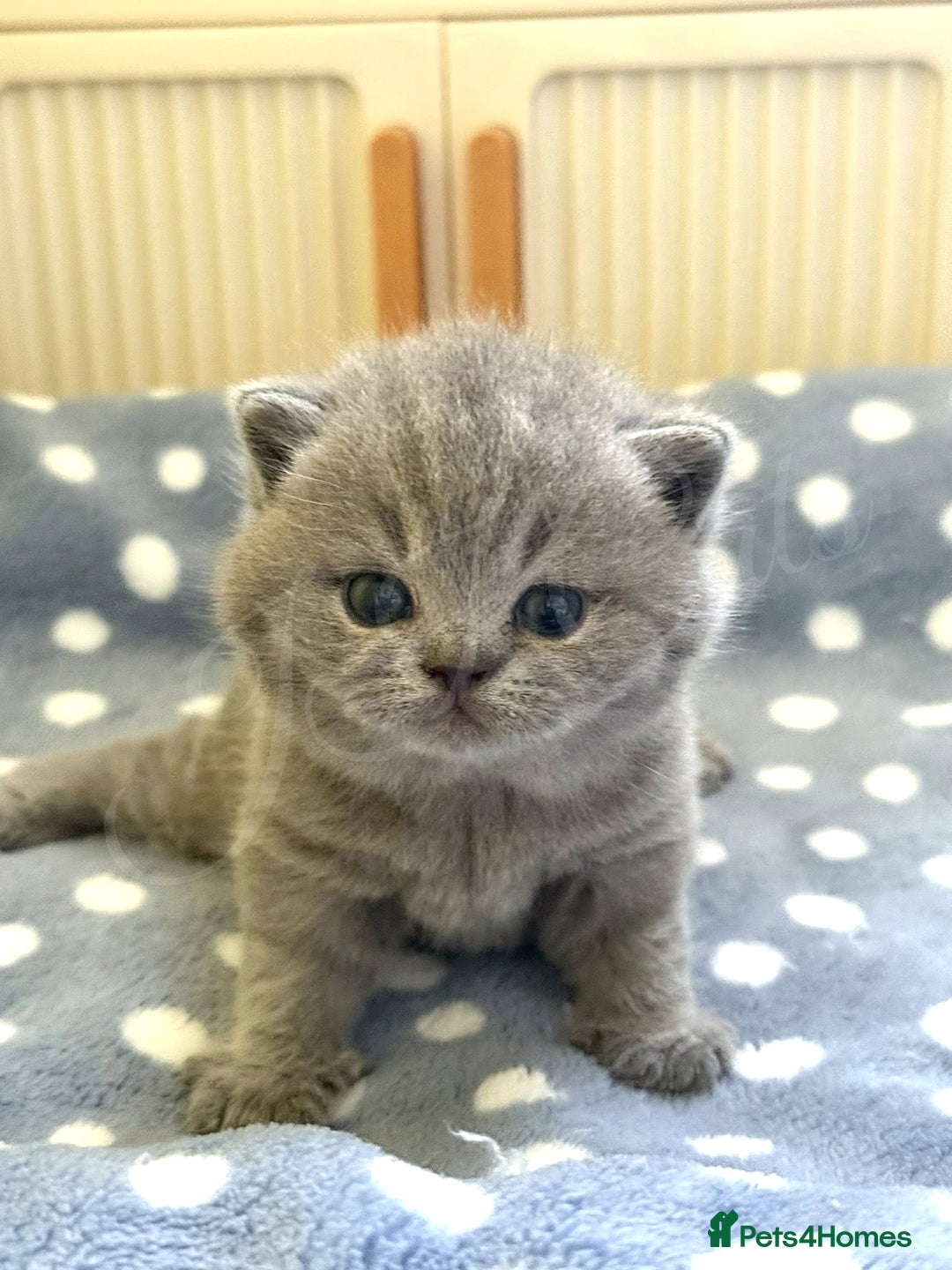 British Shorthair cats for sale: GCCF Registered -Show Quality BSH - Advert 5