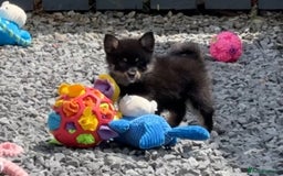 Pomsky dogs for sale: Adorable small f3 Pomsky puppies for sale  - Image 21