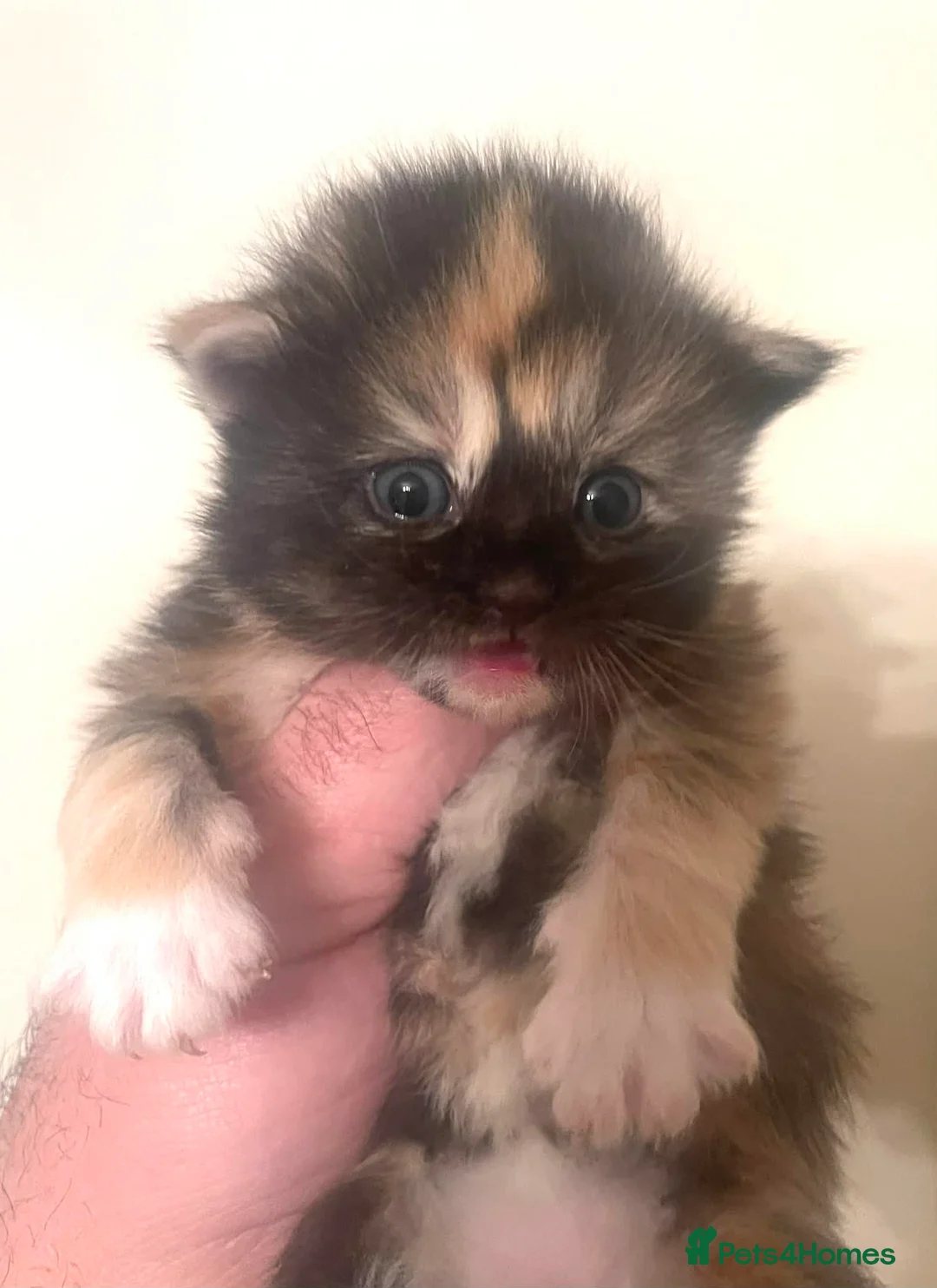 Ragcoon cats for sale: Ragdoll x Maine Coons - Advert 15