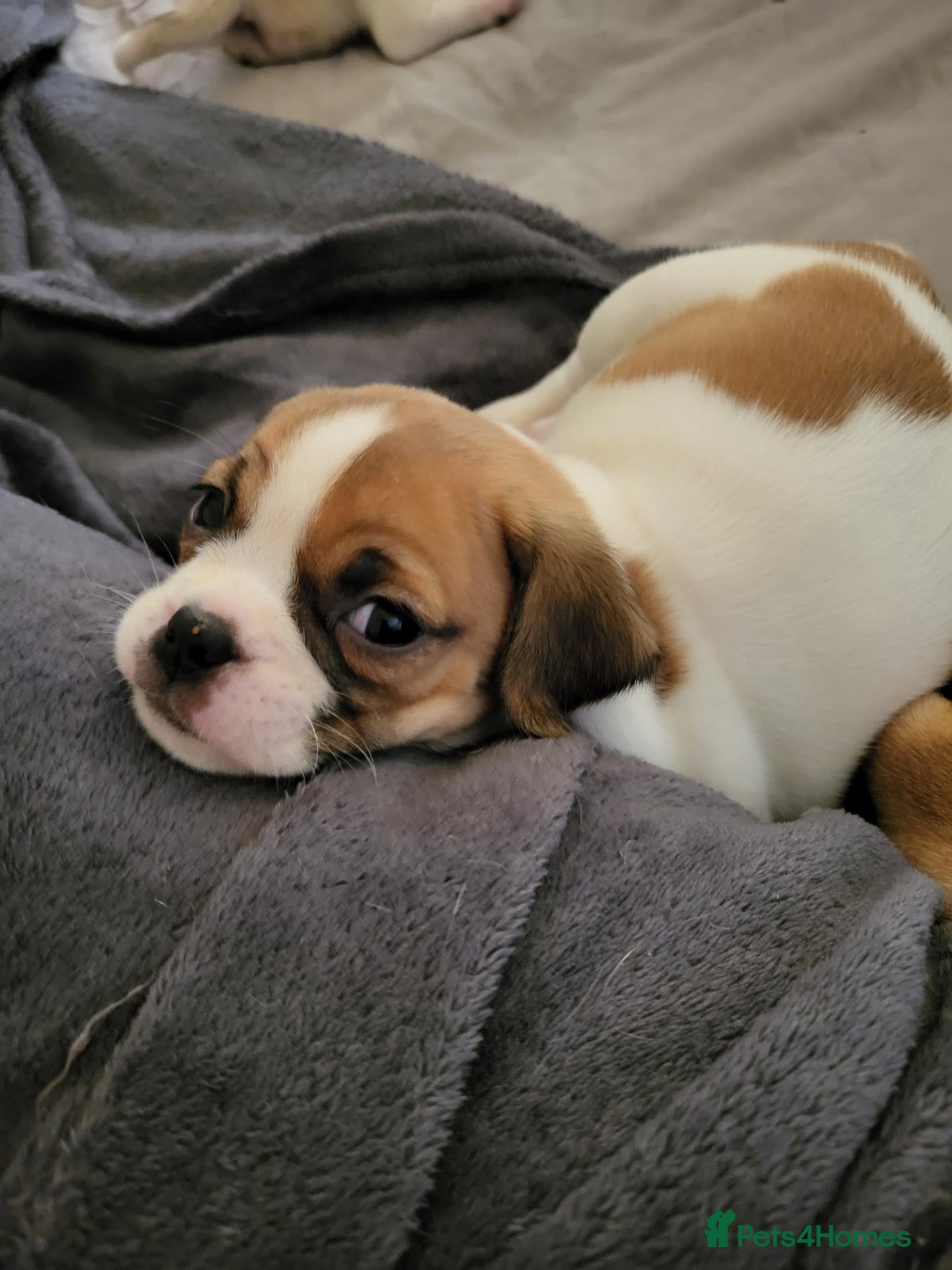 Jug dogs for sale: Gorgeous Jug Puppies - TOMMY RE-AVAILABLE! - Advert 3