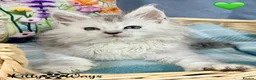 Maine Coon cats for sale: 🐾💠 *TICA REG* SILVER MAINE COON KITTENS 💠🐾 - Advert 10