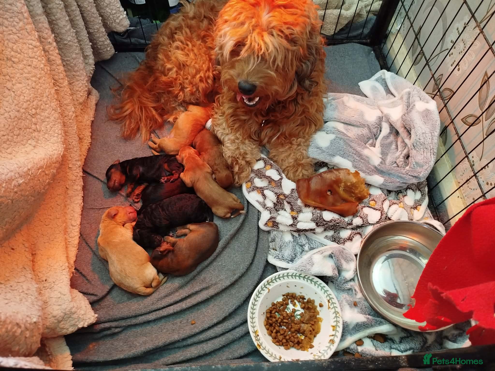 Cockapoo dogs for sale: Cockerpoo f2 - Advert 1