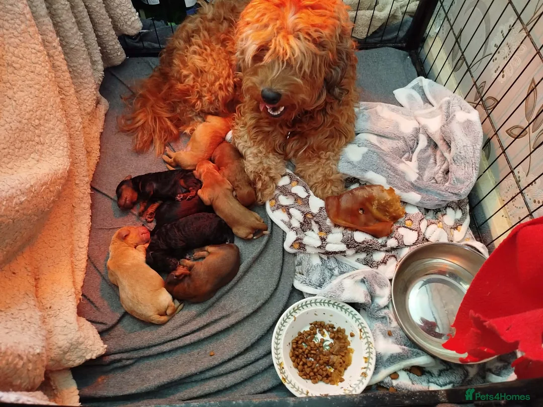 Cockapoo dogs for sale: Cockerpoo f2 - Advert 1