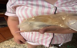 Mini Lop rabbits for sale: 1 beautiful mini lops for sale  - Image 21