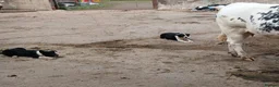 Border Collie dogs for sale: Border Collie Dog in Omagh - Advert 4