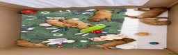 Labrador Retriever dogs for sale: 2 Boys Left red/Yellow KC Labrador puppies  - Advert 13