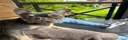 French Bulldog dogs for sale: French Bulldog - Advert 3
