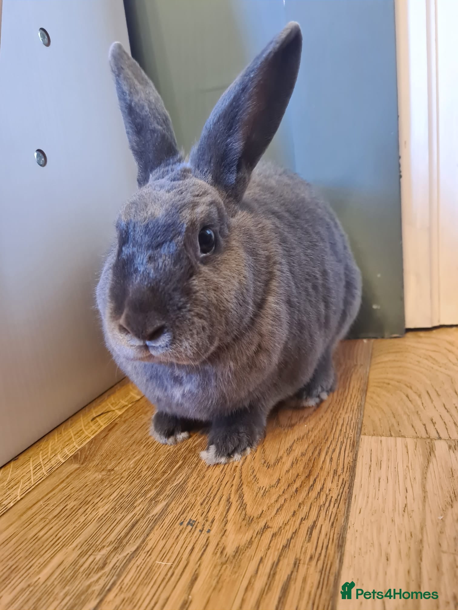 Rex rabbits Peanut - Advert 3