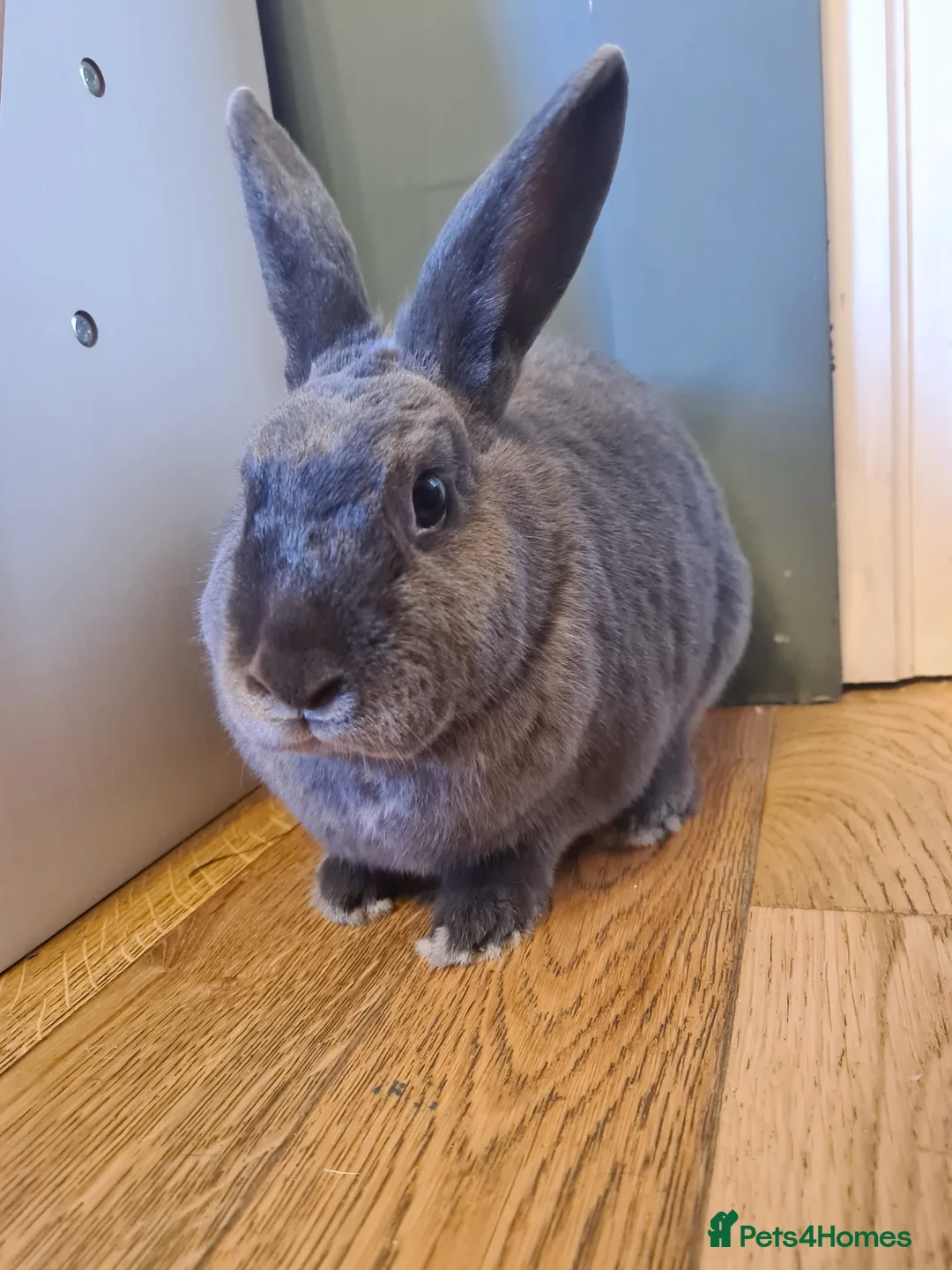 Rex rabbits for sale: Peanut - Advert 1