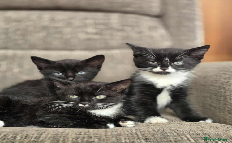 Mixed Breed cats - Advert 10