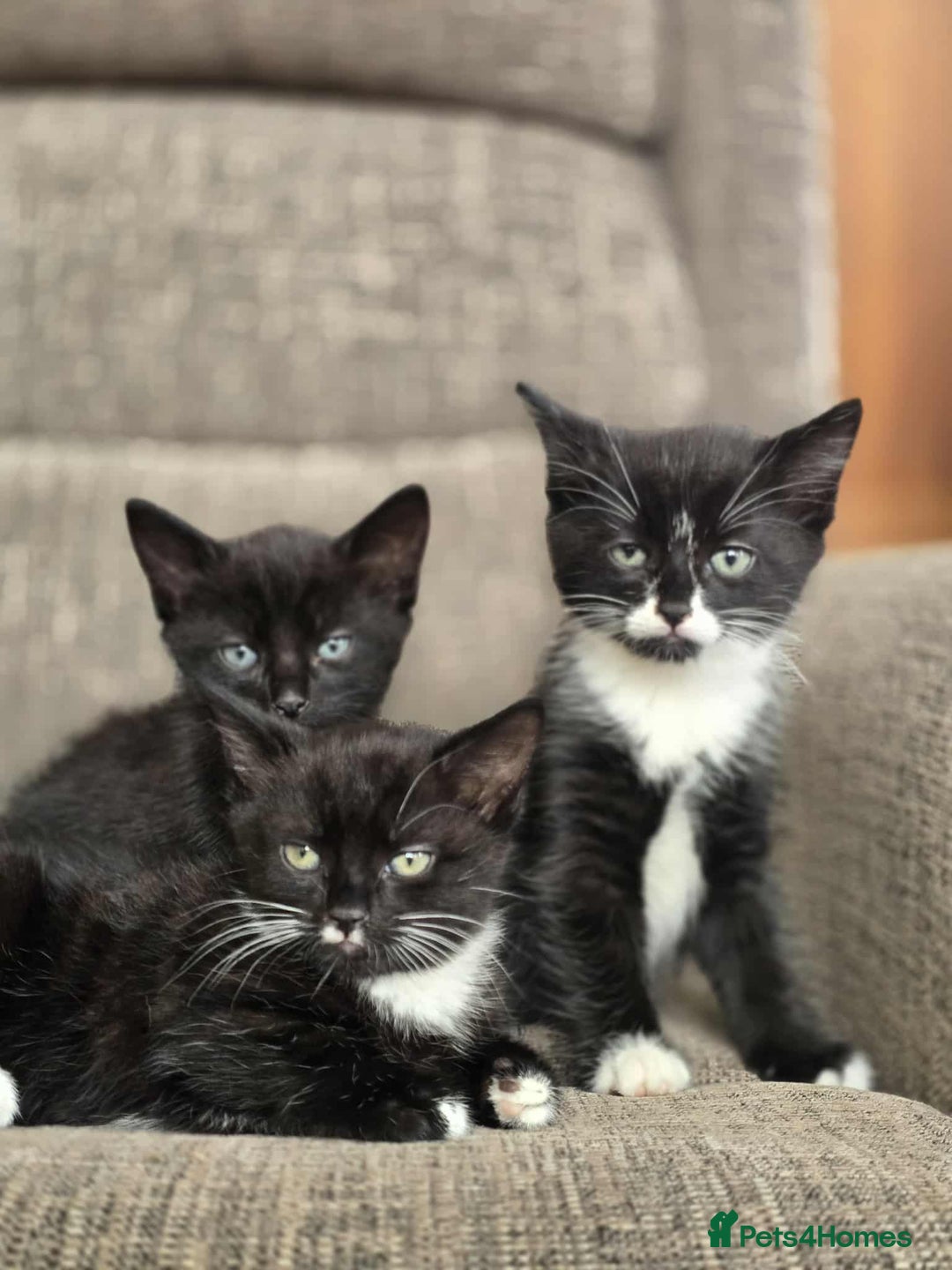 Mixed Breed cats for sale: X2 black and white kittens and one full black - Image 1